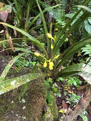 Maxillaria aurea