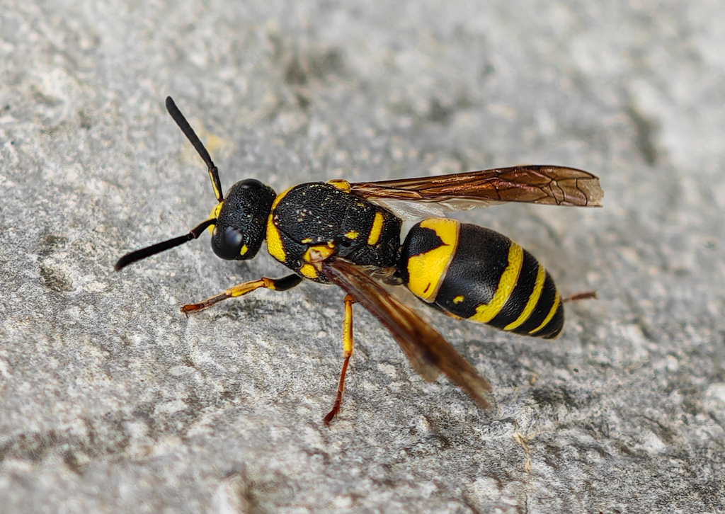 Euodynerus strigatus