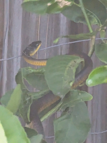Common Tree Snake sighting