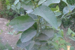 Citrus × aurantiifolia