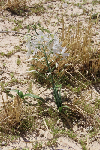 Namibian Tamarak (Albuca stapffii)