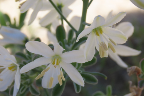 Albuca stapffii