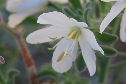 Albuca stapffii
