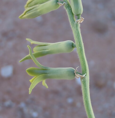 Dipcadi platyphyllum