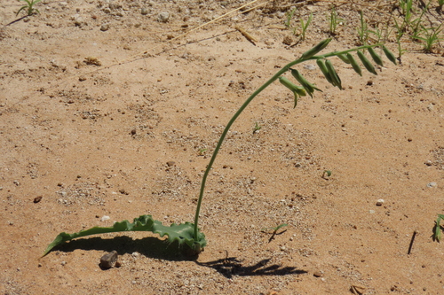 Dipcadi platyphyllum