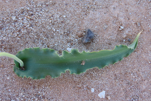 Dipcadi platyphyllum