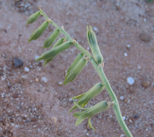 Dipcadi platyphyllum