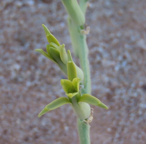 Dipcadi platyphyllum