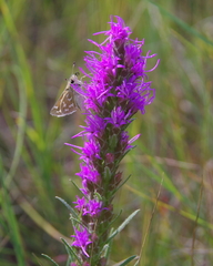 Hesperia assiniboia