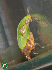 Pycnopalpa bicordata