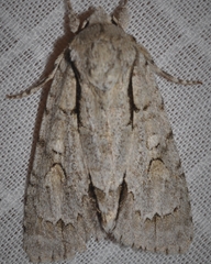 Acronicta laetifica