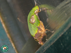 Pycnopalpa bicordata