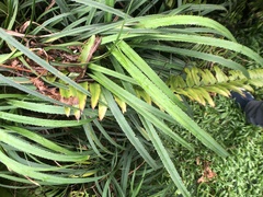 Freycinetia
