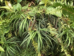 Freycinetia