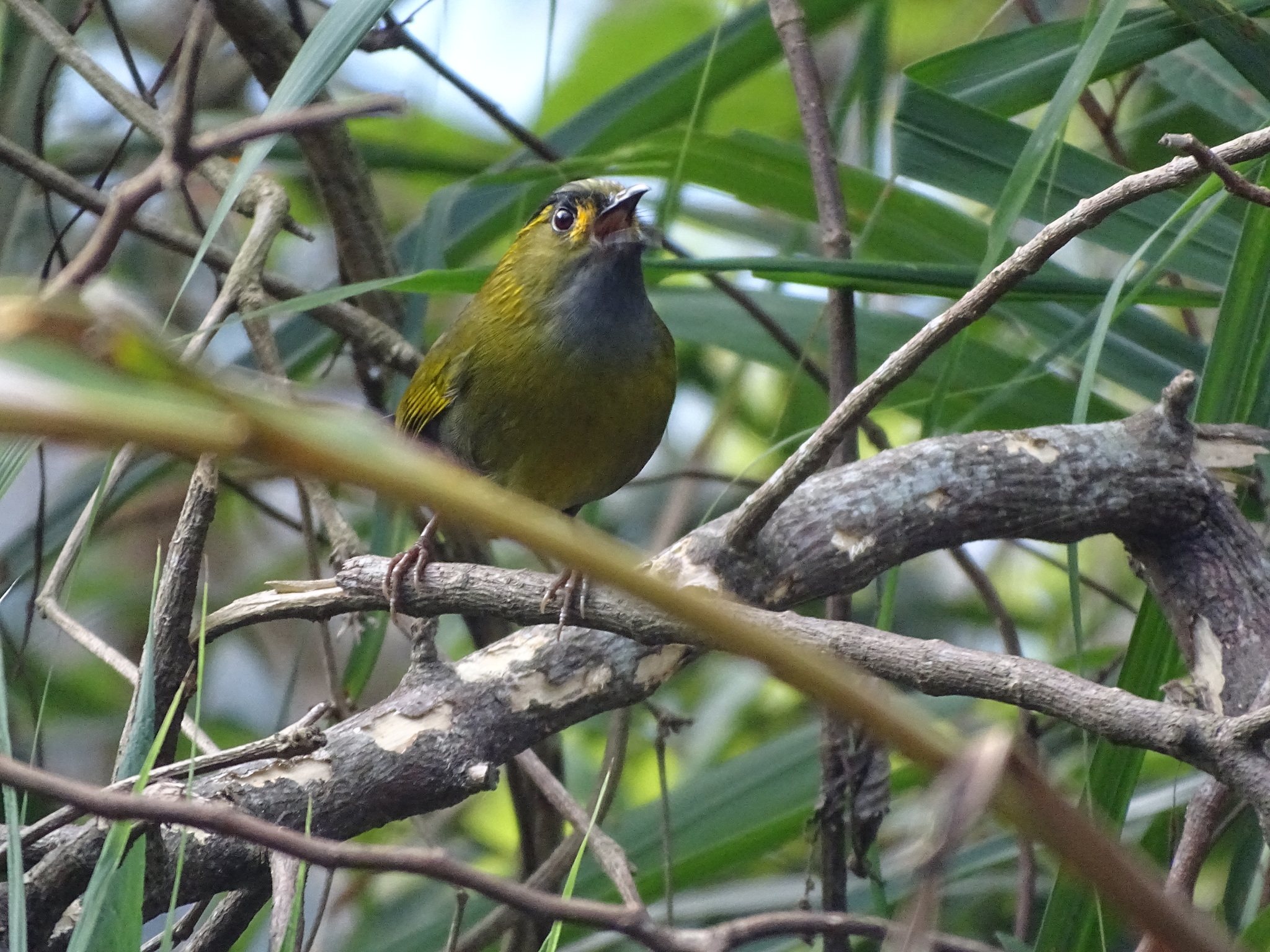 Taiwan Liocichla illustration