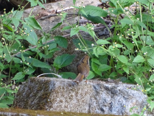 Dusky Fulvetta (Schoeniparus brunneus), photo 4