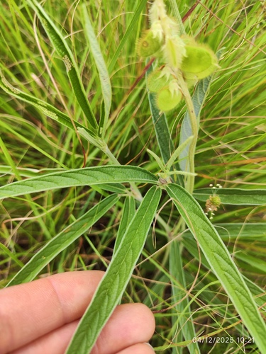 Eriosema salignum, photograph 4