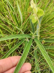 Eriosema salignum, photograph (c) Antoinette Eyssell Knox, some rights reserved (CC BY-SA)