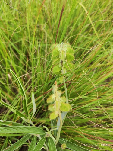 Eriosema salignum, photograph 3
