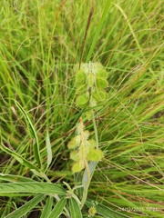 Eriosema salignum, photograph (c) Antoinette Eyssell Knox, some rights reserved (CC BY-SA)