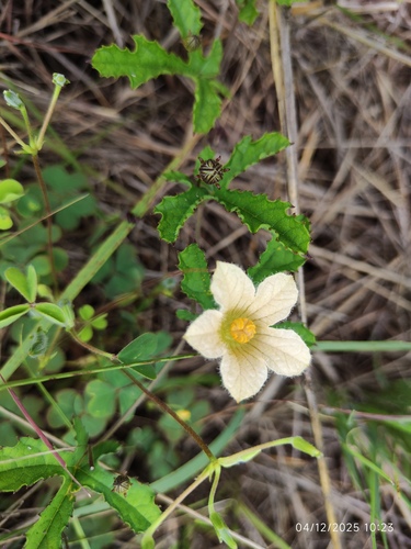 Coccinia adoensis, photograph 3