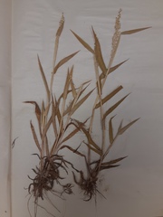 Urochloa texana