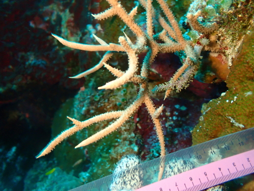 Sea Fan