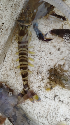 Penaeus japonicus observed 2025-12-10