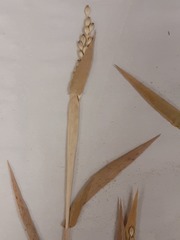 Urochloa texana