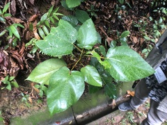 Ficus grossularioides