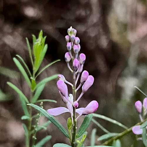 match heads (Comesperma esulifolium)