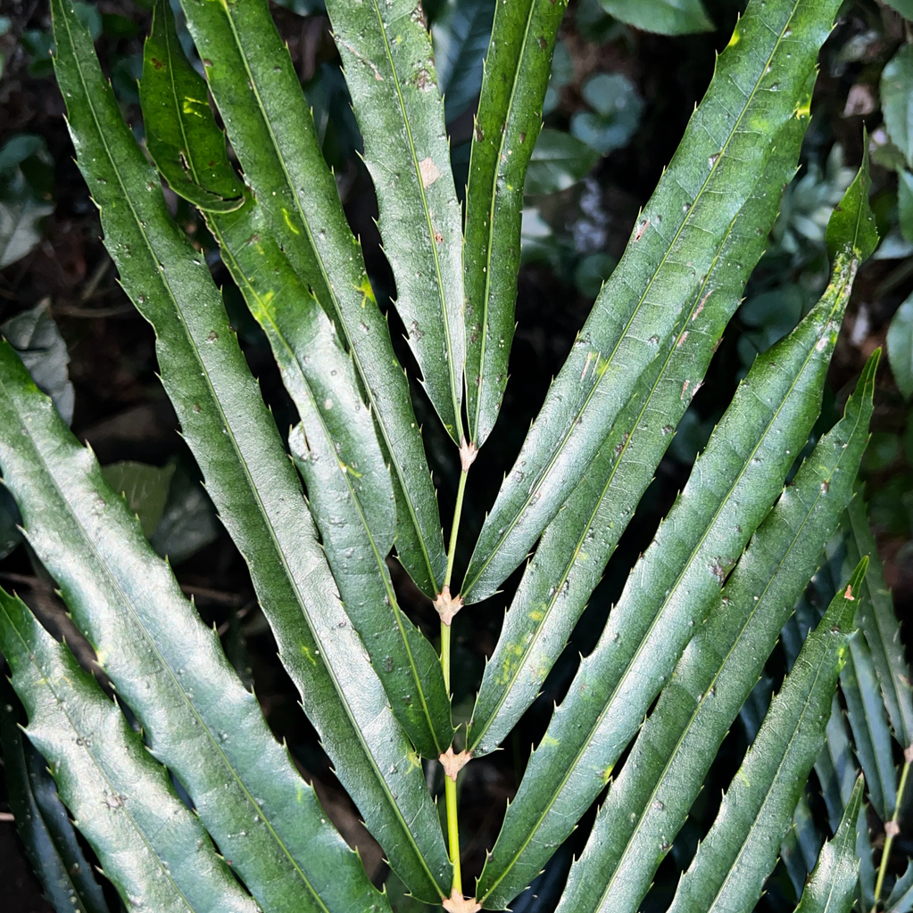 Akania bidwillii (Akania bidwillii)