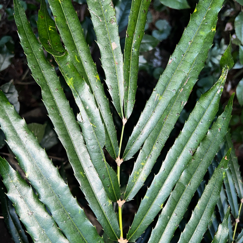 Akania bidwillii (Akania bidwillii)