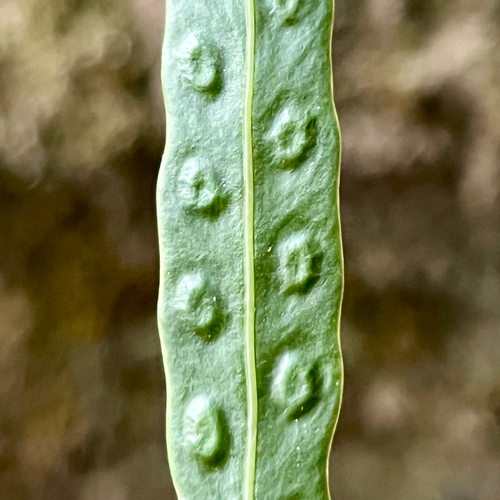 strap fern (Dictymia brownii)