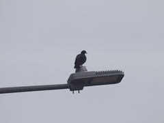 Columba livia domestica