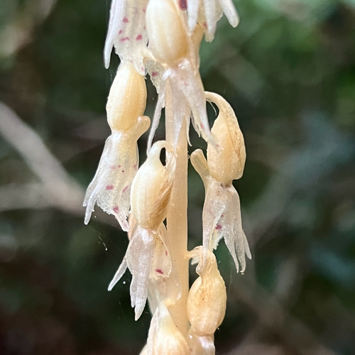 Rose Epipogium (Epipogium roseum)