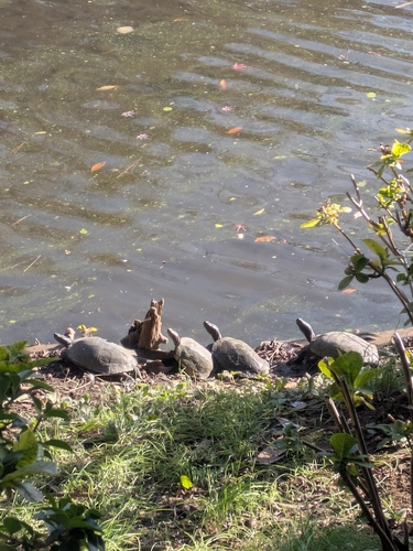 Trachemys scripta