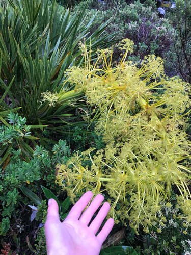 Aciphylla horrida (Aciphylla horrida)