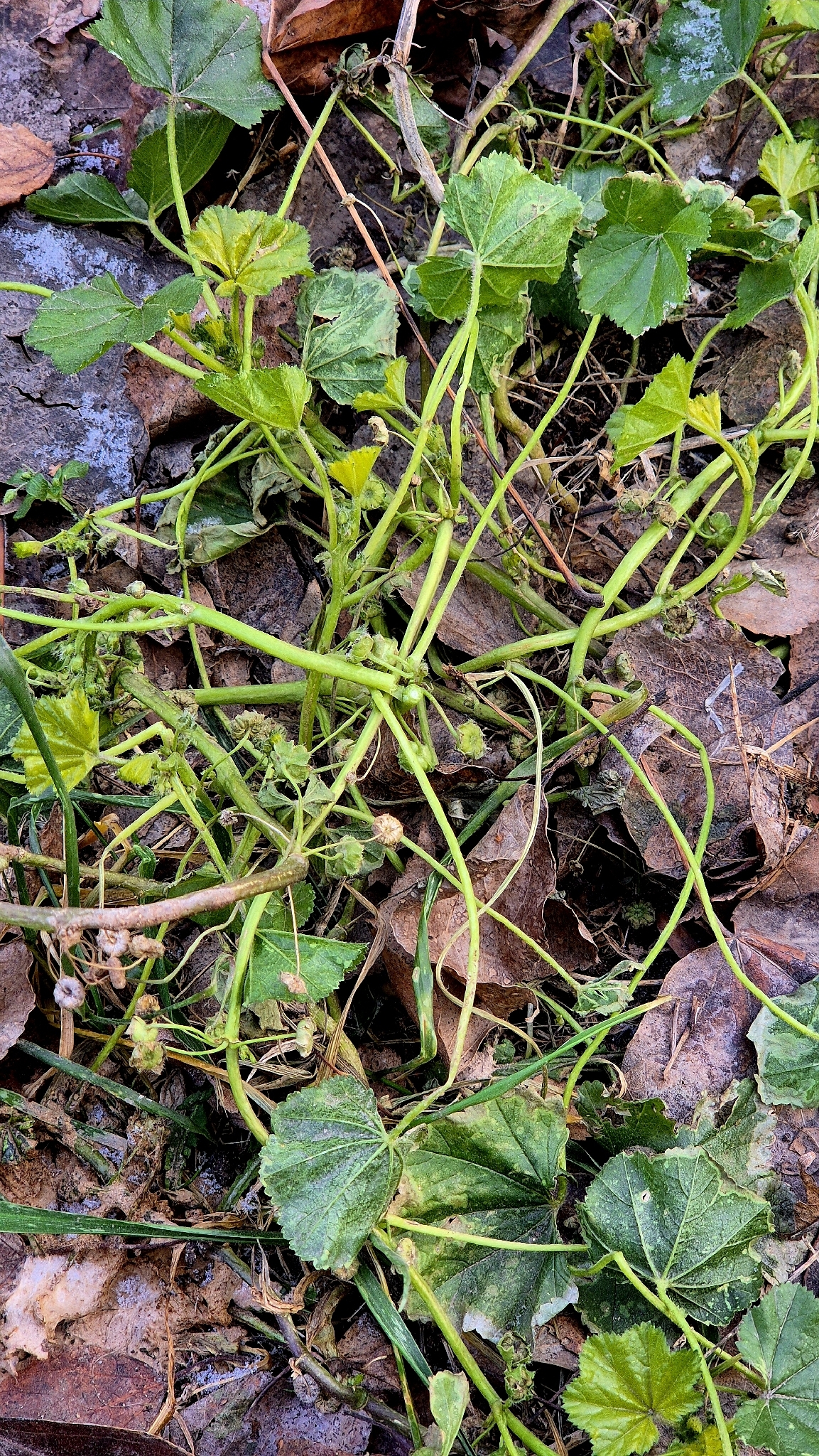 Low Mallow (Malva pusilla)