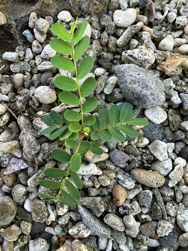 Phyllanthus marianus observed 2025-12-10