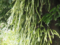 Pyrrosia longifolia