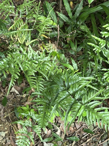 Pteris semipinnata, photograph 5