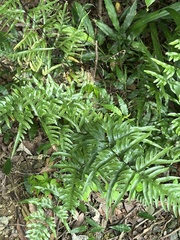 Pteris semipinnata, photograph (c) Kiwi Shen, some rights reserved (CC BY)