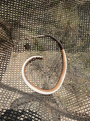 Little Spotted Snake sighting