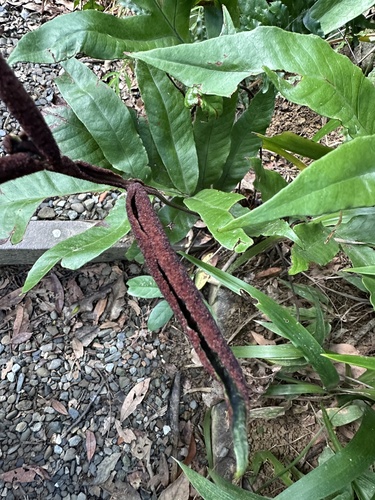 Tectaria harlandii (Tectaria harlandii)