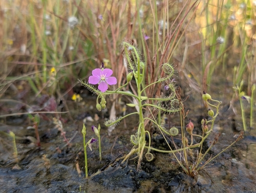 Indian Sundew (Drosera indica)