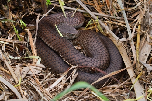 Lowlands Copperhead sighting