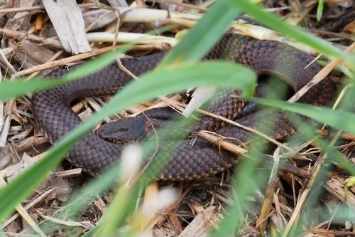 Lowlands Copperhead sighting