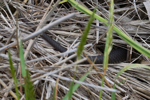 Lowlands Copperhead sighting