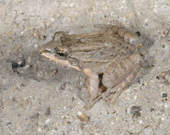 Pimocha White-Lipped Frog photo 5